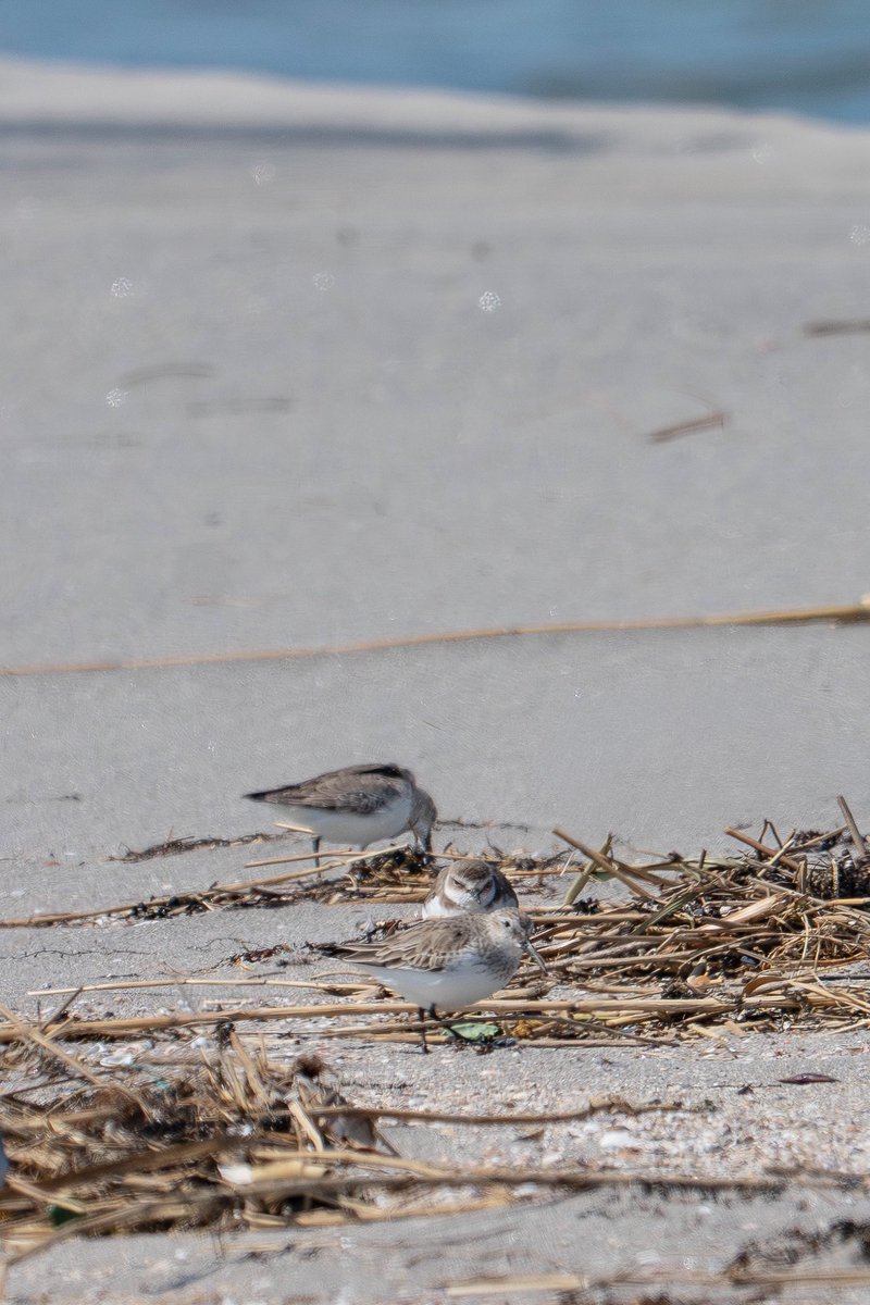 Japan_NatureW's tweet image. 日本海
砂浜に数羽が採餌してたり、
寝てたりしてる。
#シロチドリ #ハマシギ
#tottoriprefecture