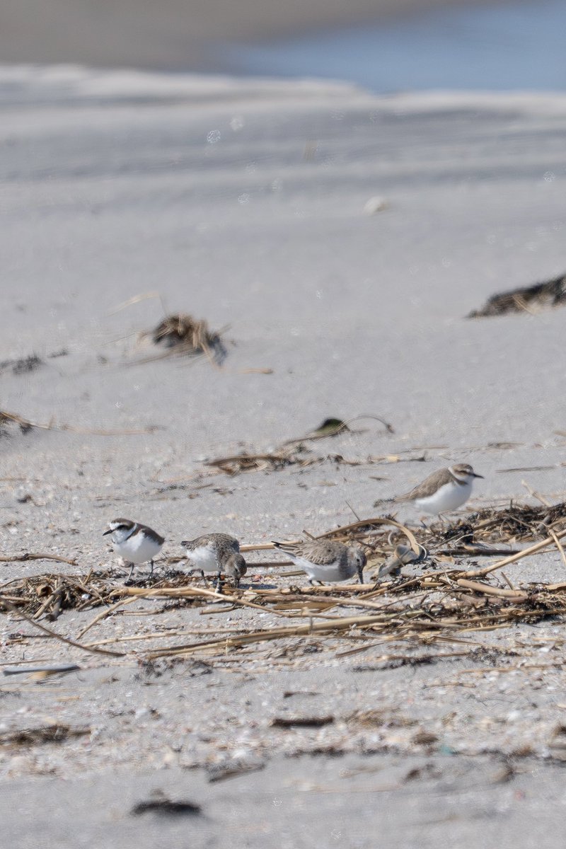 Japan_NatureW's tweet image. 日本海
砂浜に数羽が採餌してたり、
寝てたりしてる。
#シロチドリ #ハマシギ
#tottoriprefecture
