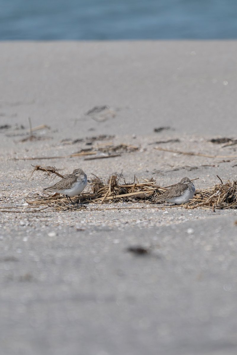 Japan_NatureW's tweet image. 日本海
砂浜に数羽が採餌してたり、
寝てたりしてる。
#シロチドリ #ハマシギ
#tottoriprefecture