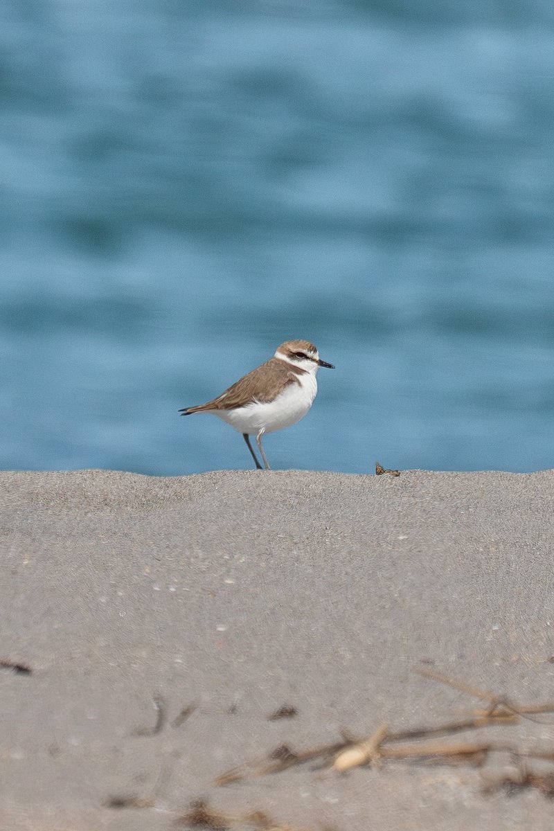 Japan_NatureW's tweet image. 日本海
砂浜に数羽が採餌してたり、
寝てたりしてる。
#シロチドリ #ハマシギ
#tottoriprefecture