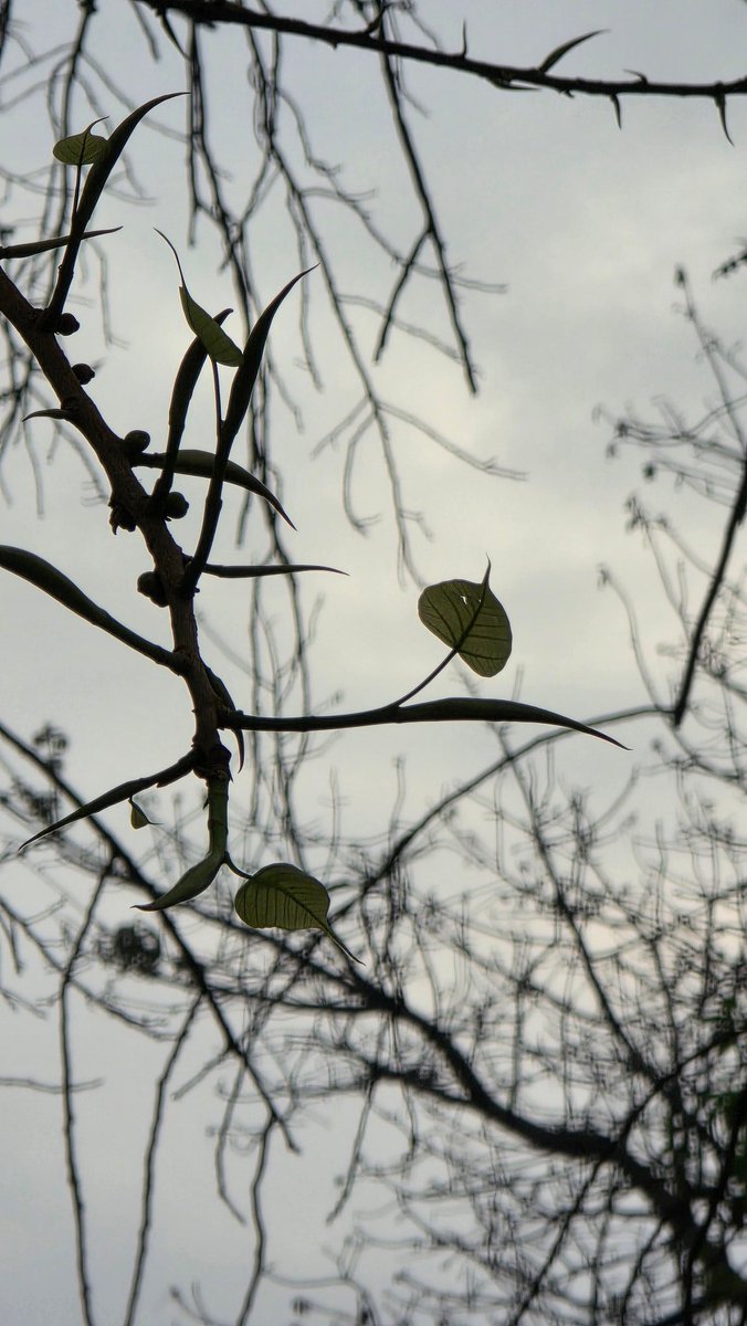 Mahishini Colonné tweet media