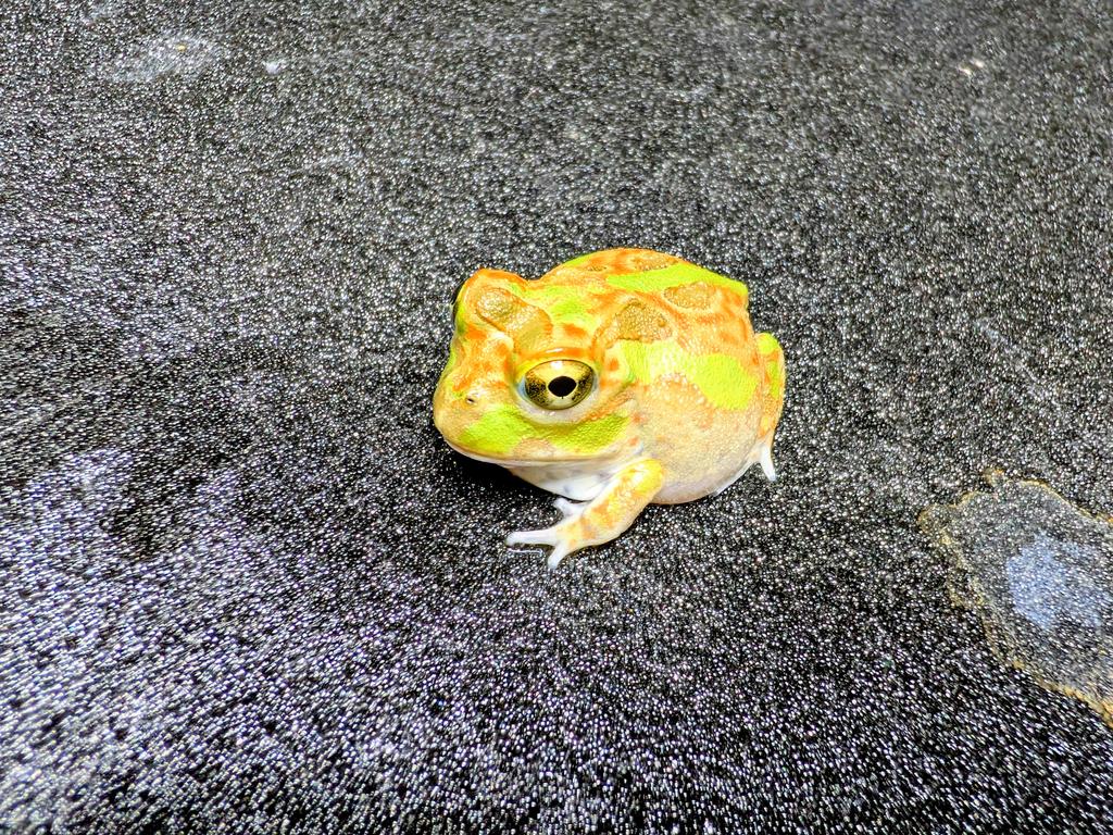 BUG.st(即売会でのリクエスト受付中) tweet media