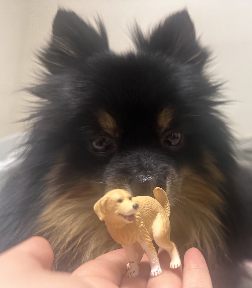 조오디 tweet media