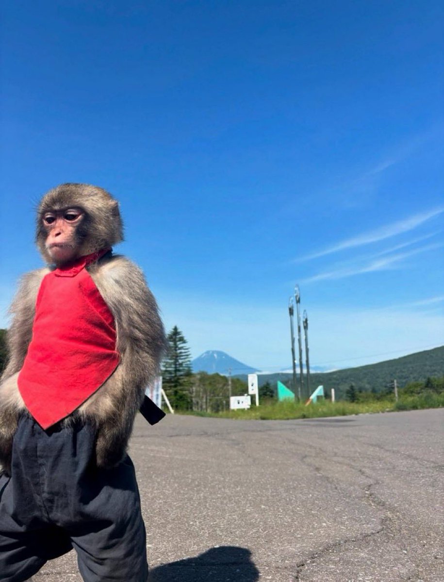 𝙰𝚗𝚒𝚖𝚎 𝙵𝚕𝚒𝚡 tweet media