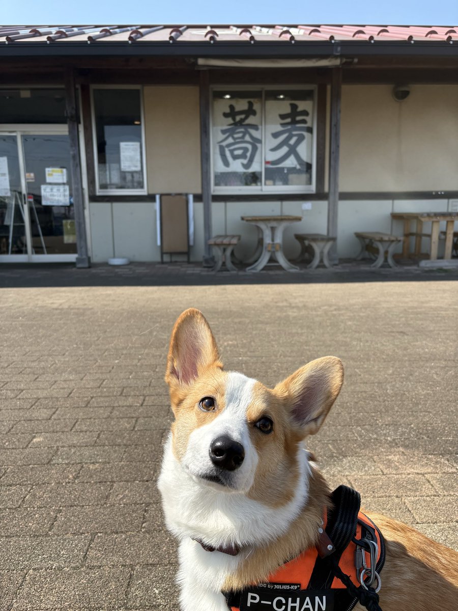 who_know_you's tweet photo. おそばやさん
店員さんに「かわいいね〜💖」と言ってもらってご満悦のいぬ
誇らしげな顔をしている https://t.co/EZSVaP19Sv