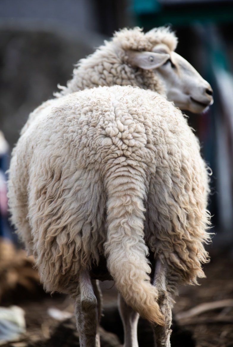 来餐馆吃饭，旁边桌上的人在兴高采烈地谈论着吃羊头，忽然一个人说：我喜欢羊尾…
然后，一声声“羊尾”就从他们几个人嘴里此起彼伏地传来，回荡在整个餐馆
#羊尾 #阳痿
