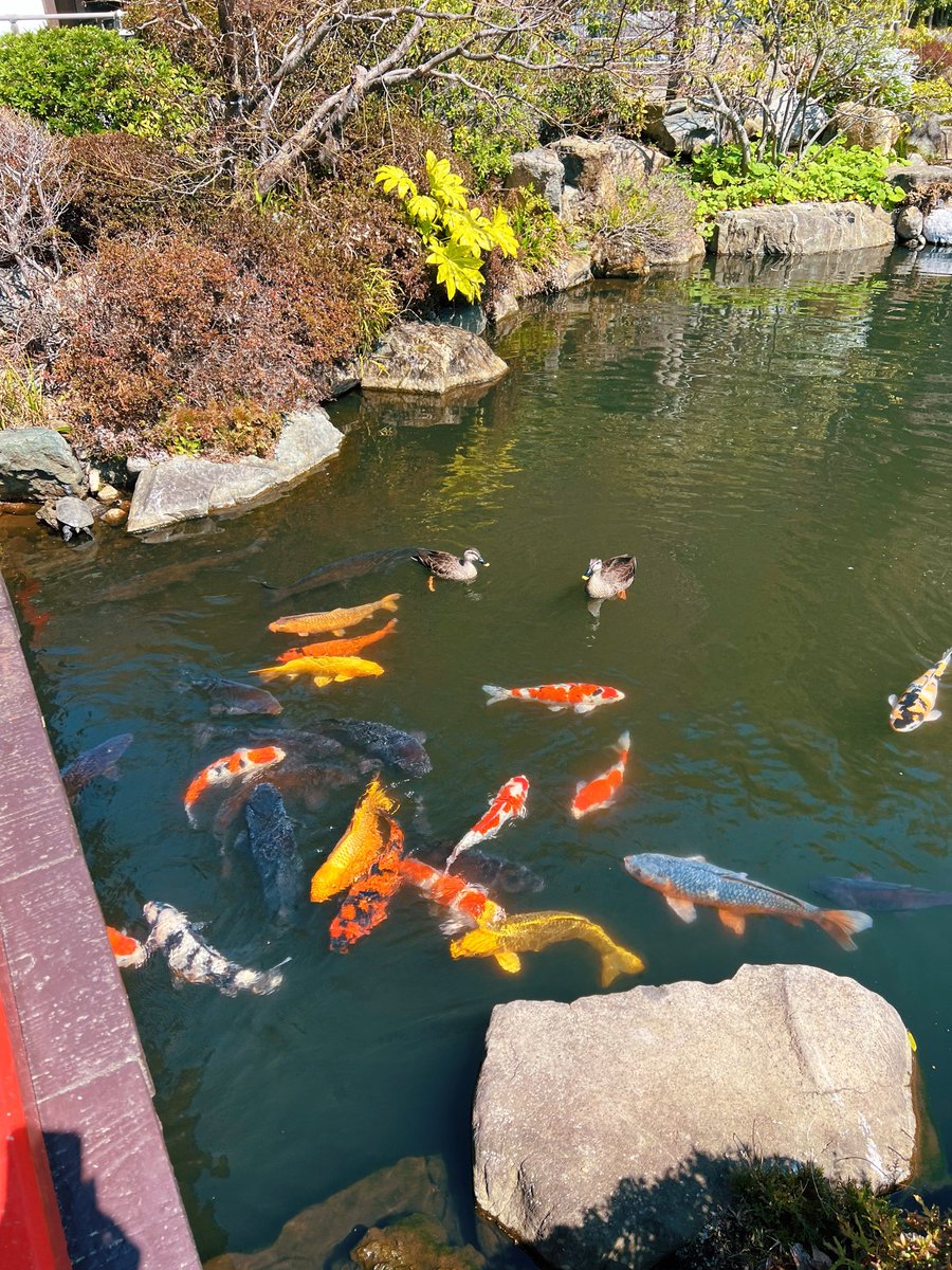 ドーナツてるの tweet media