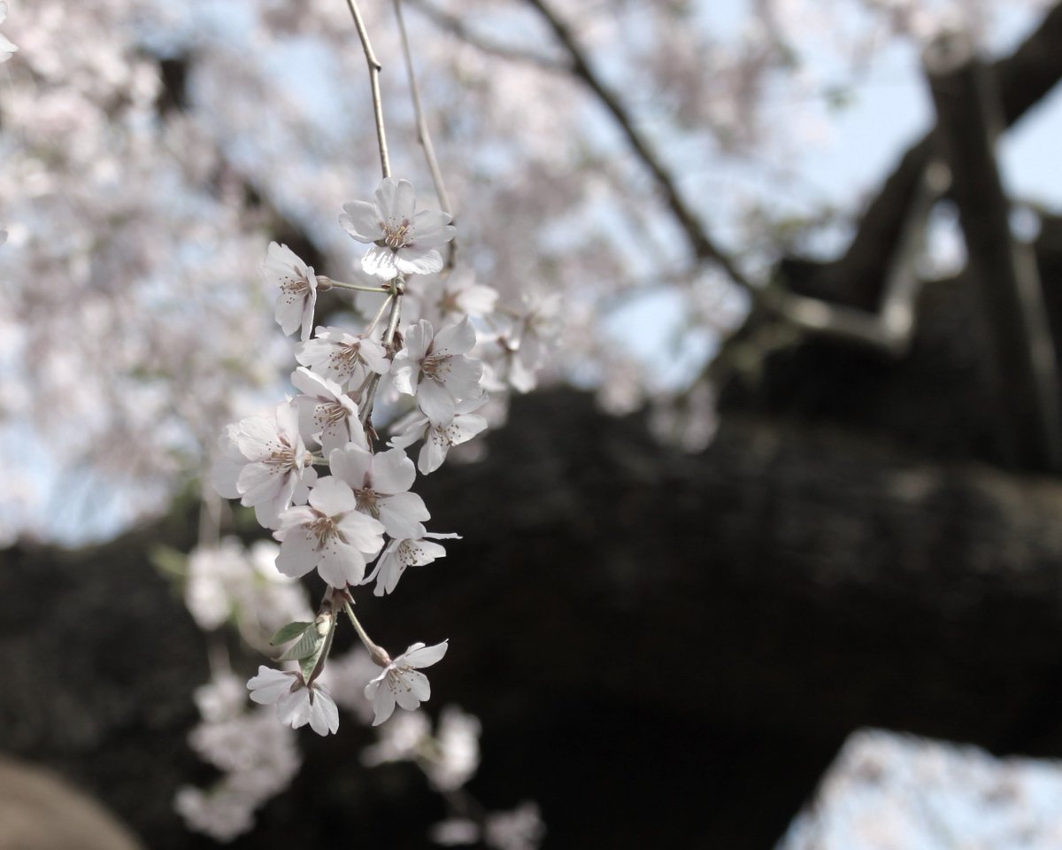 1904年9月26日、ハーンはセツに看取られ、眠るように亡くなりました。

セツは「天命ならば致し方もありませんが、少し長く看病をしたりして、いよいよ駄目とあきらめのつくまで、いてほしかったと思います」と回想しています。

#ばけばけ に描かれた桜の返り咲きも実話です。