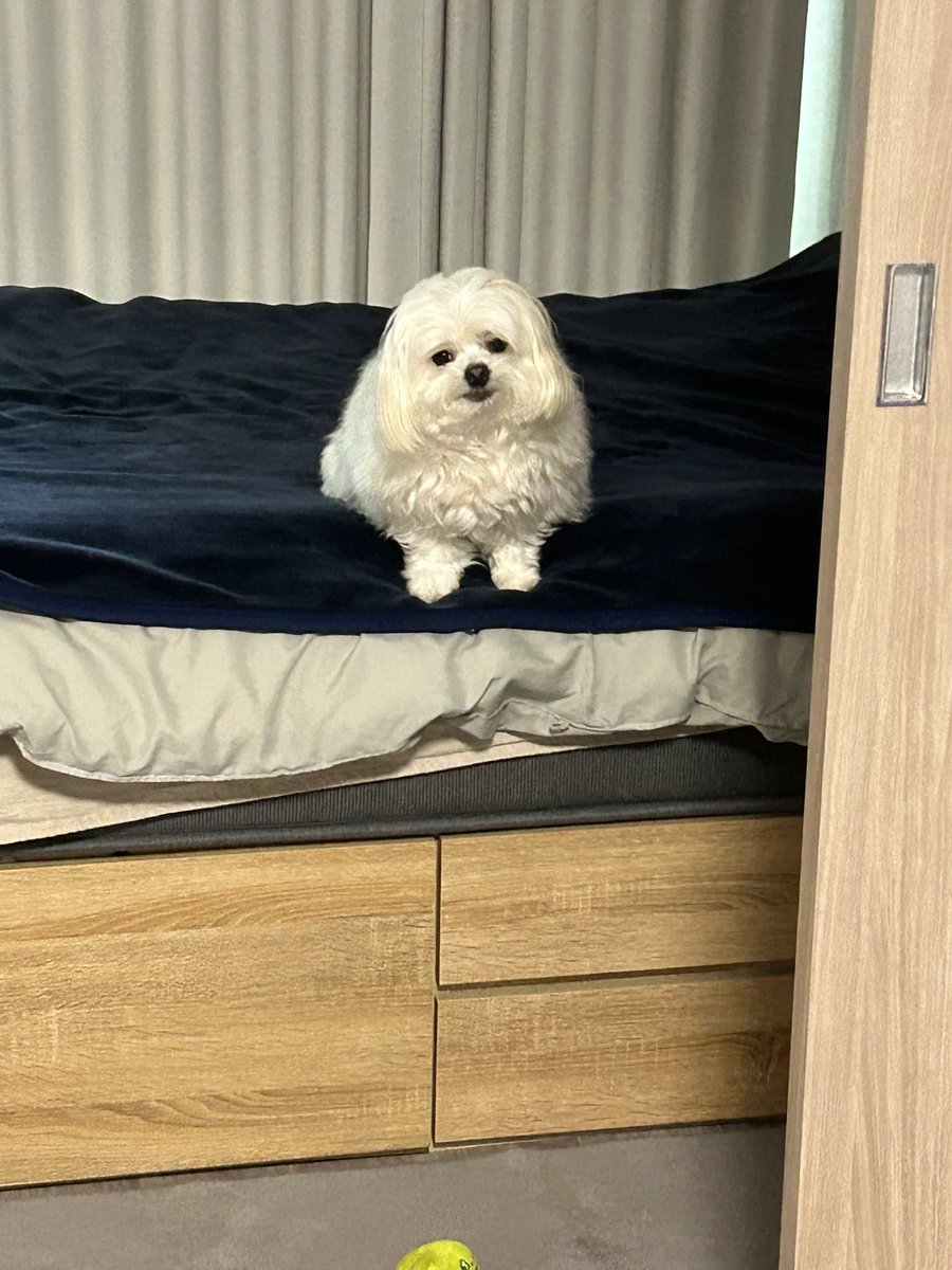 社会のストレスに効く犬 tweet media