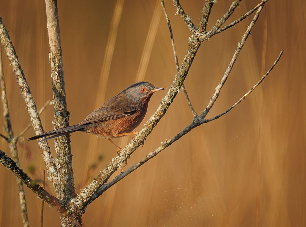 Brian's Birds tweet media