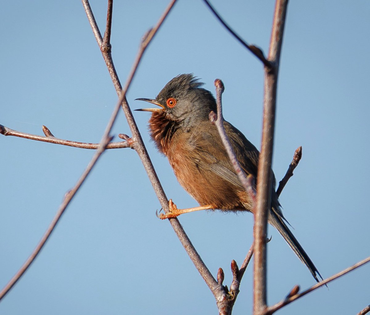 Brian's Birds tweet media