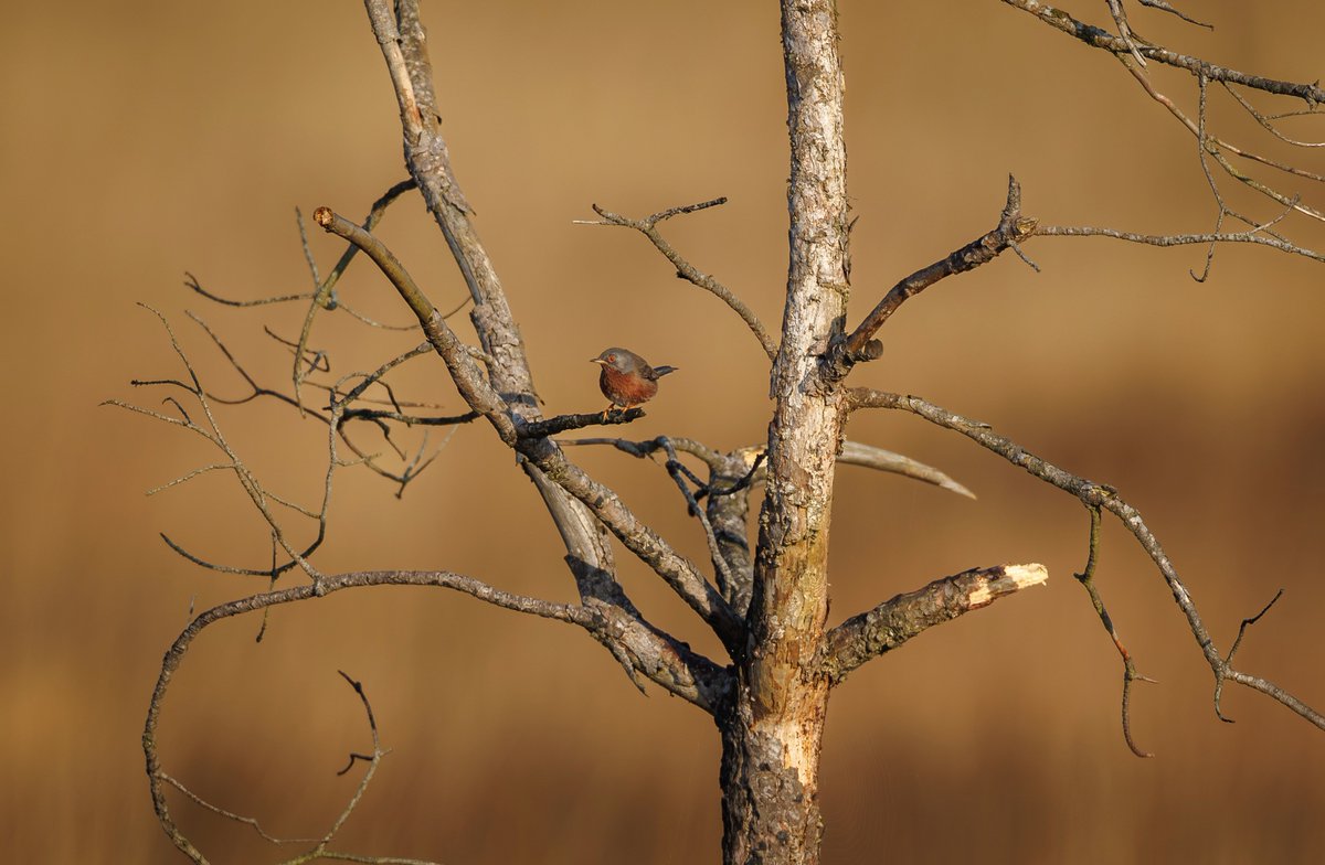 Brian's Birds tweet media