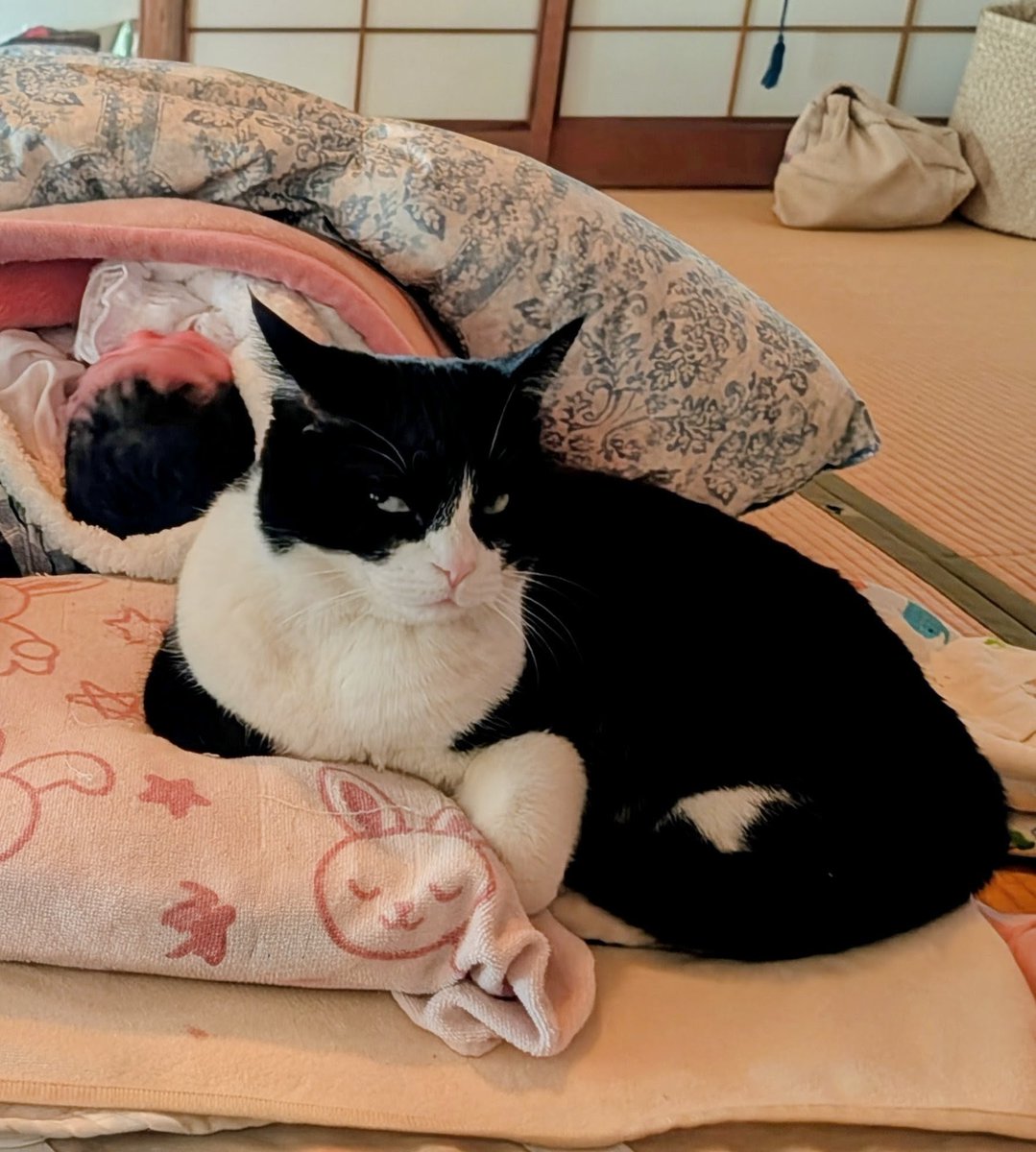 北澤 小夜子 Sayoko Kitazawa tweet media