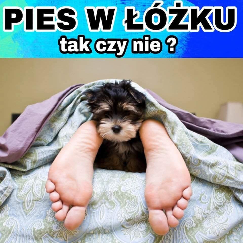 Płonąca Firanka tweet media