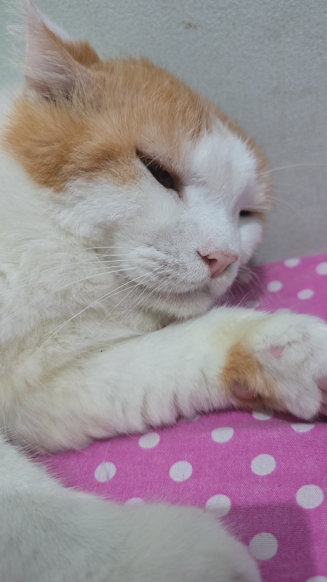 Zealotus Zero tweet media