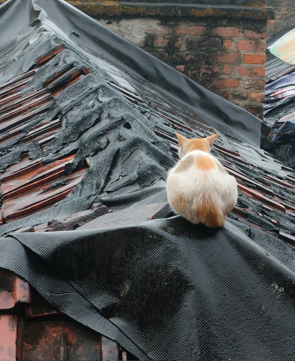 Breaux blond tweet media