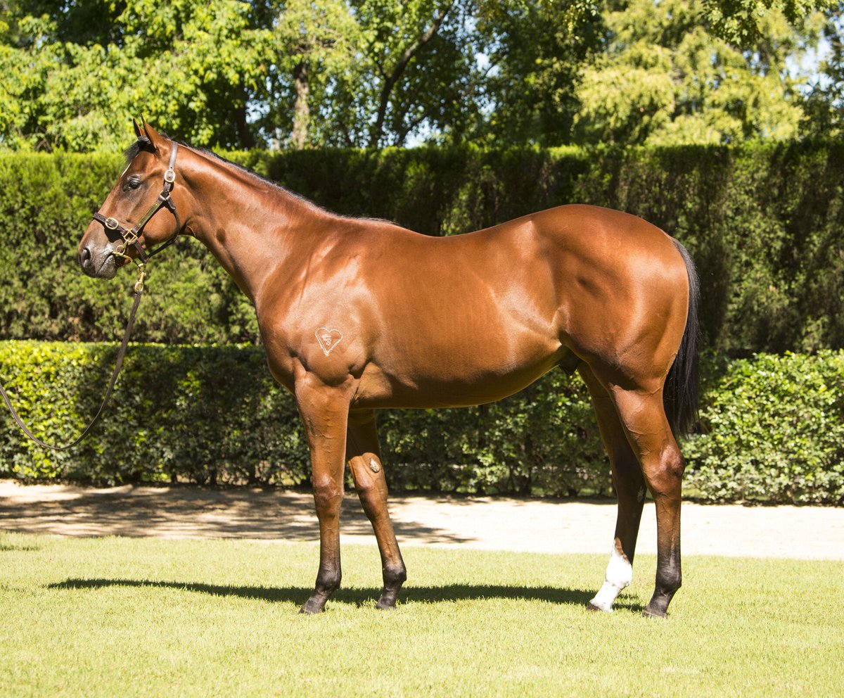 Torryburn Stud tweet media