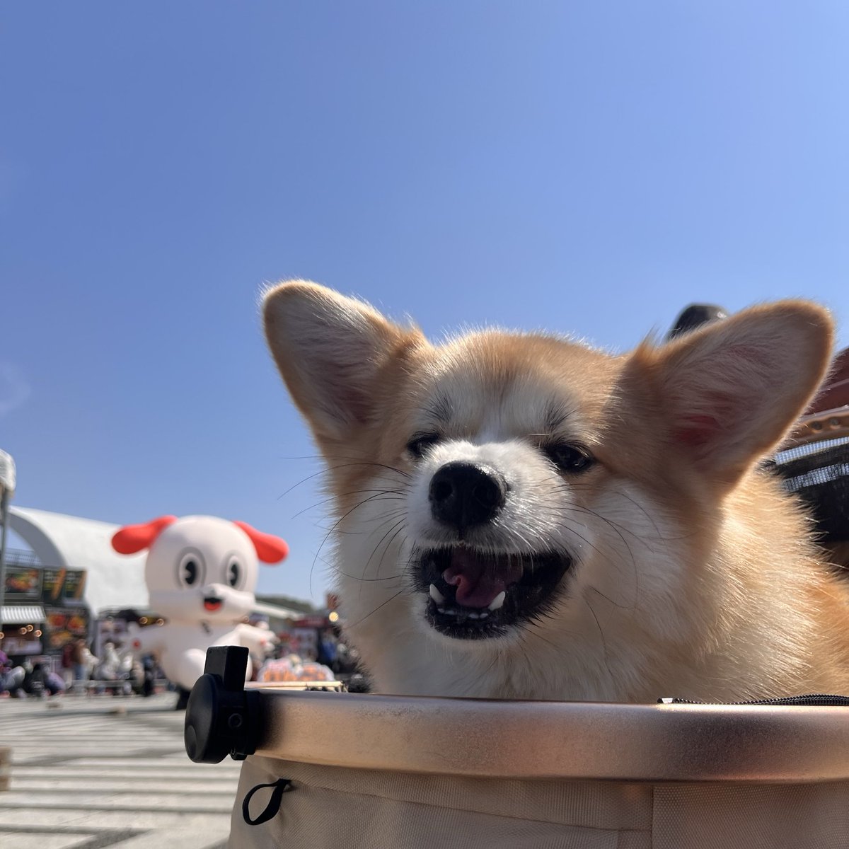 ポメコギのチャビ tweet media