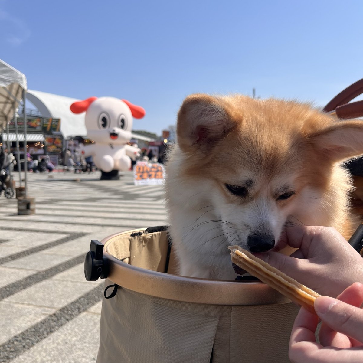 ポメコギのチャビ tweet media