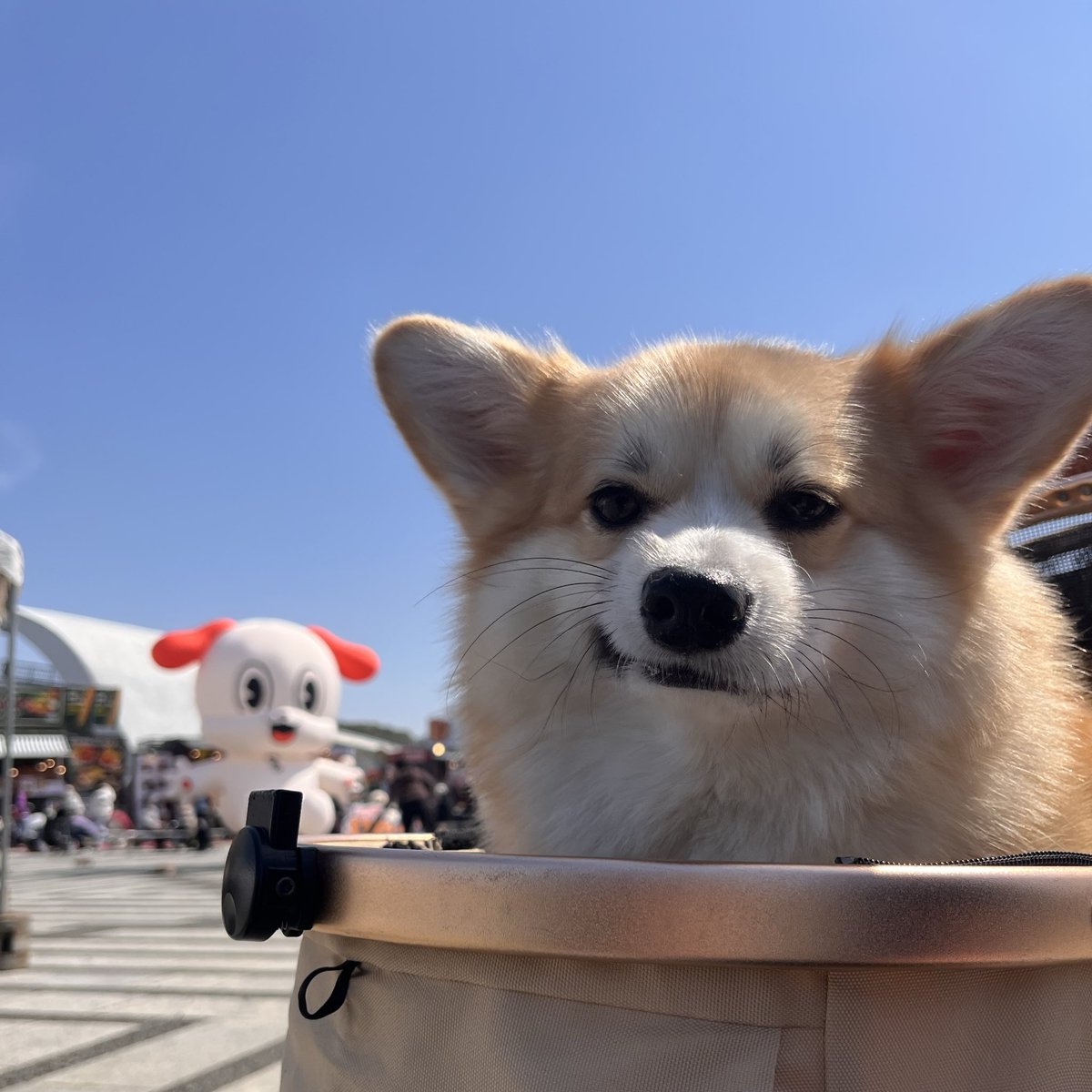 ポメコギのチャビ tweet media