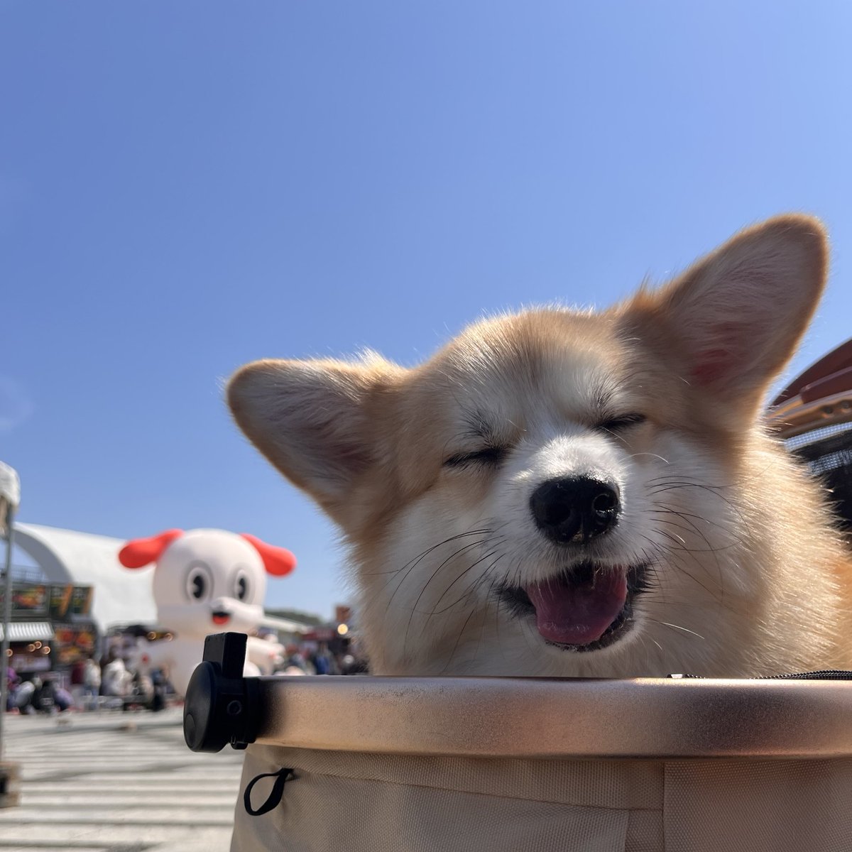 ポメコギのチャビ tweet media