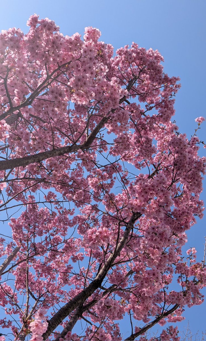 Yoshiko(ふなっしー命名♪ファーストサマーYoshiko) tweet media