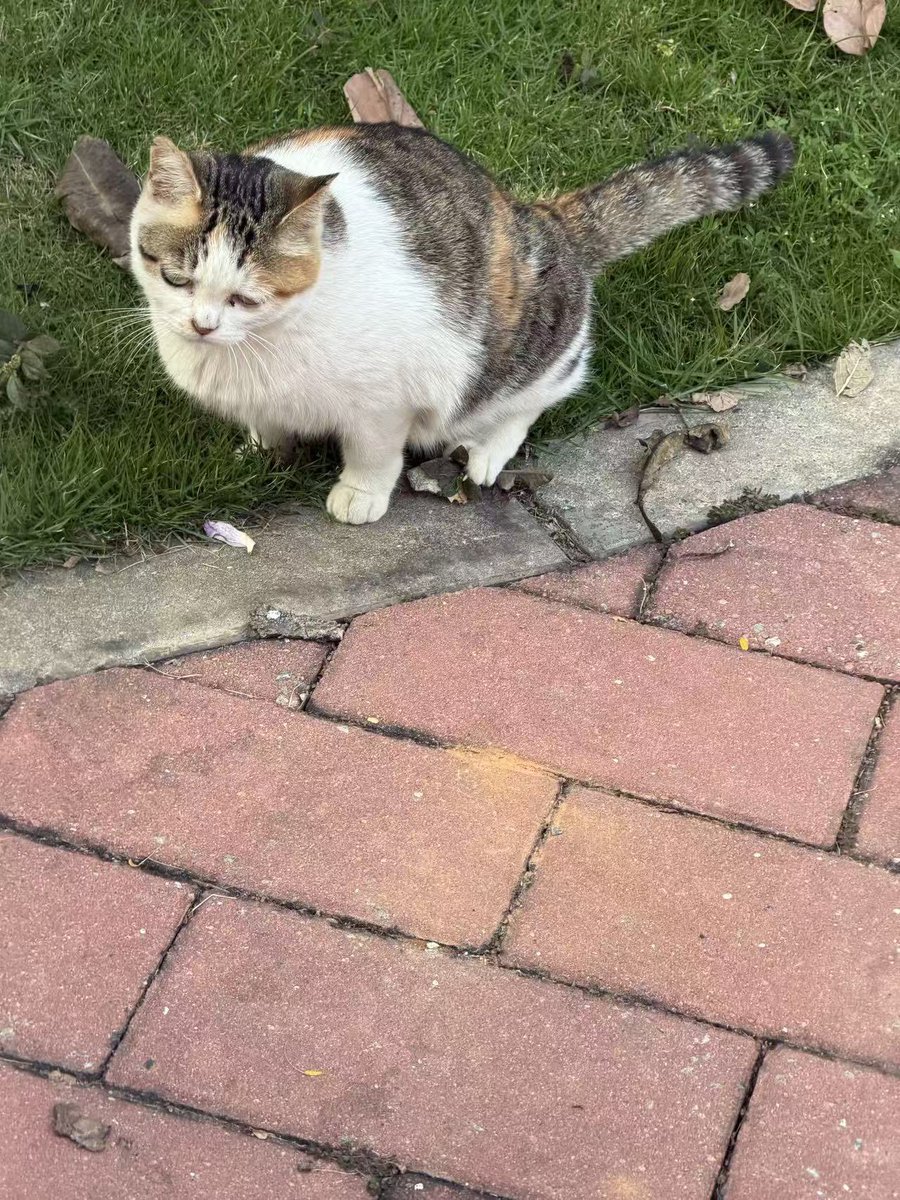 四叶草ᐝ tweet media