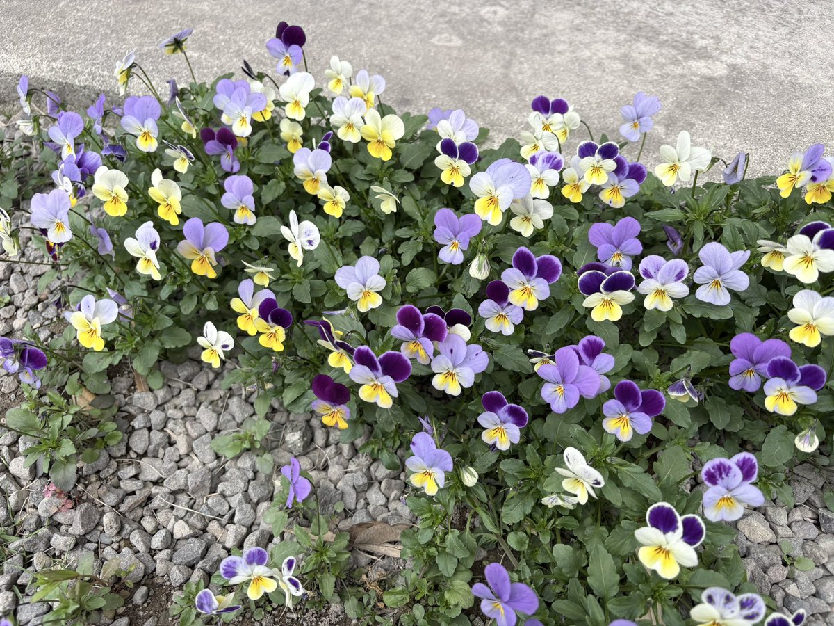 ≠どーぞん tweet media