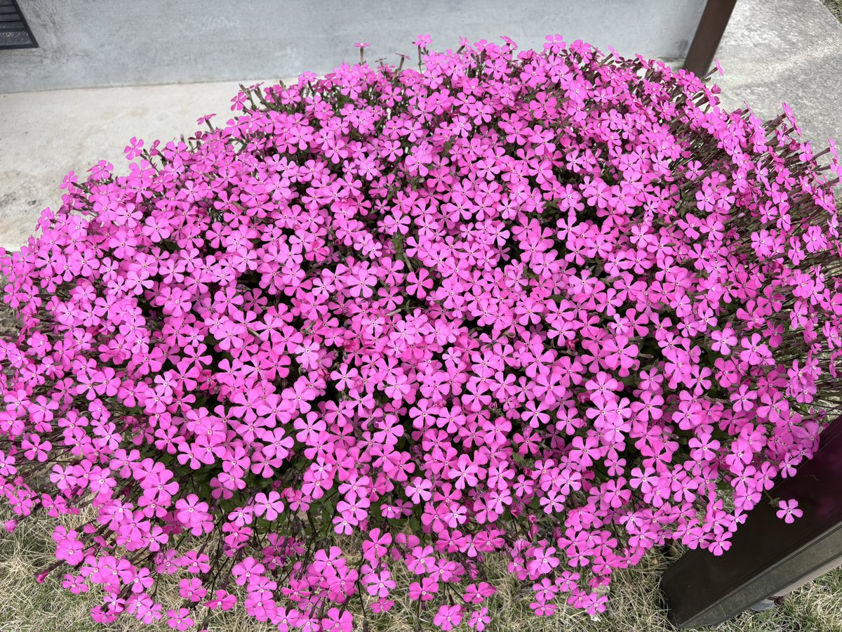 ≠どーぞん tweet media