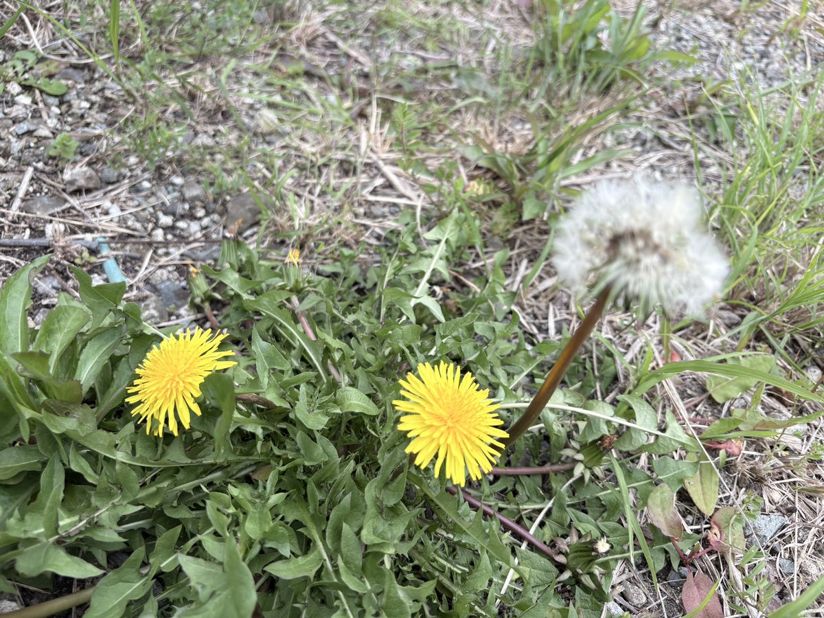 ≠どーぞん tweet media