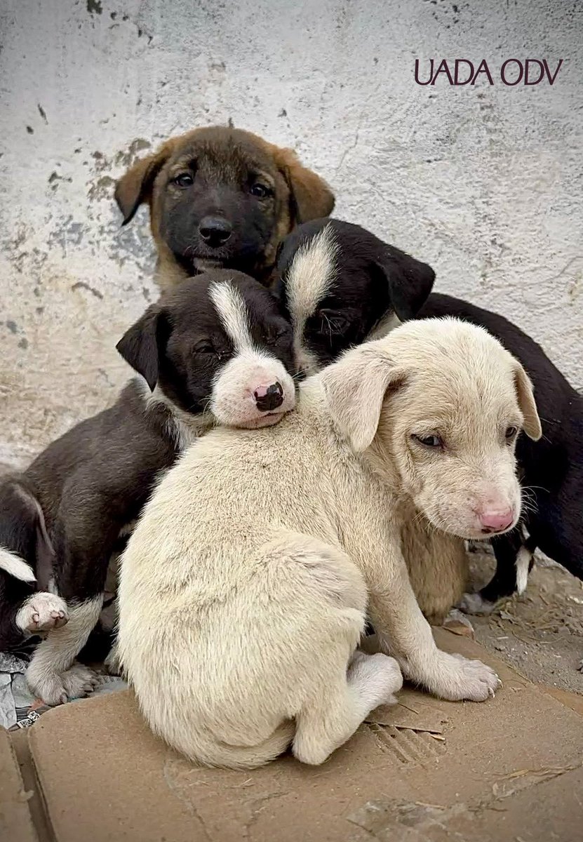 pattyfra1's tweet image. Chi abbandona un cucciolo non getta via solo un animale, ma la propria umanità: condanna un innocente a un terrore che non sa spiegarsi, trasformando la fiducia in agonia e il mondo in un deserto di cemento senza madre!

#umanitàperduta #noallabbandono #animals