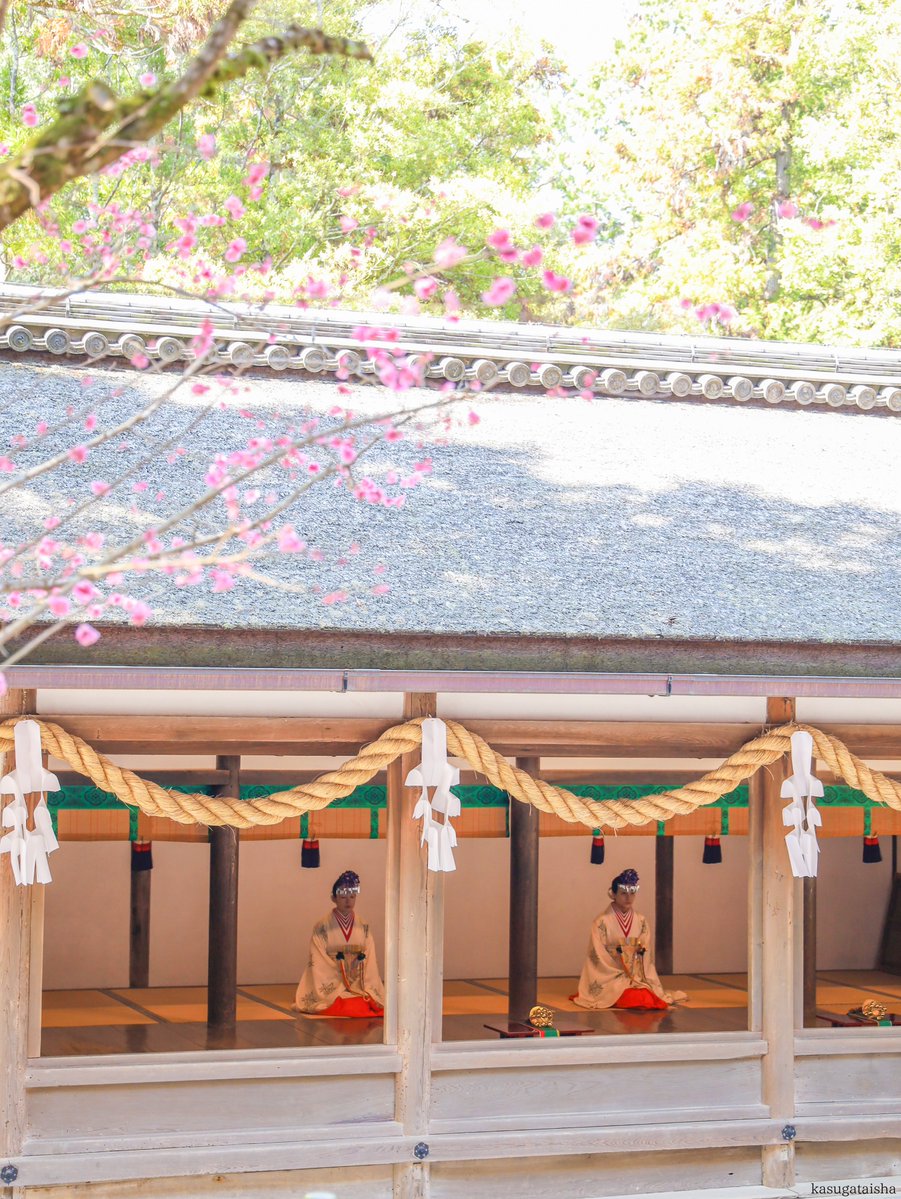春日大社 kasugataisha shrine tweet media