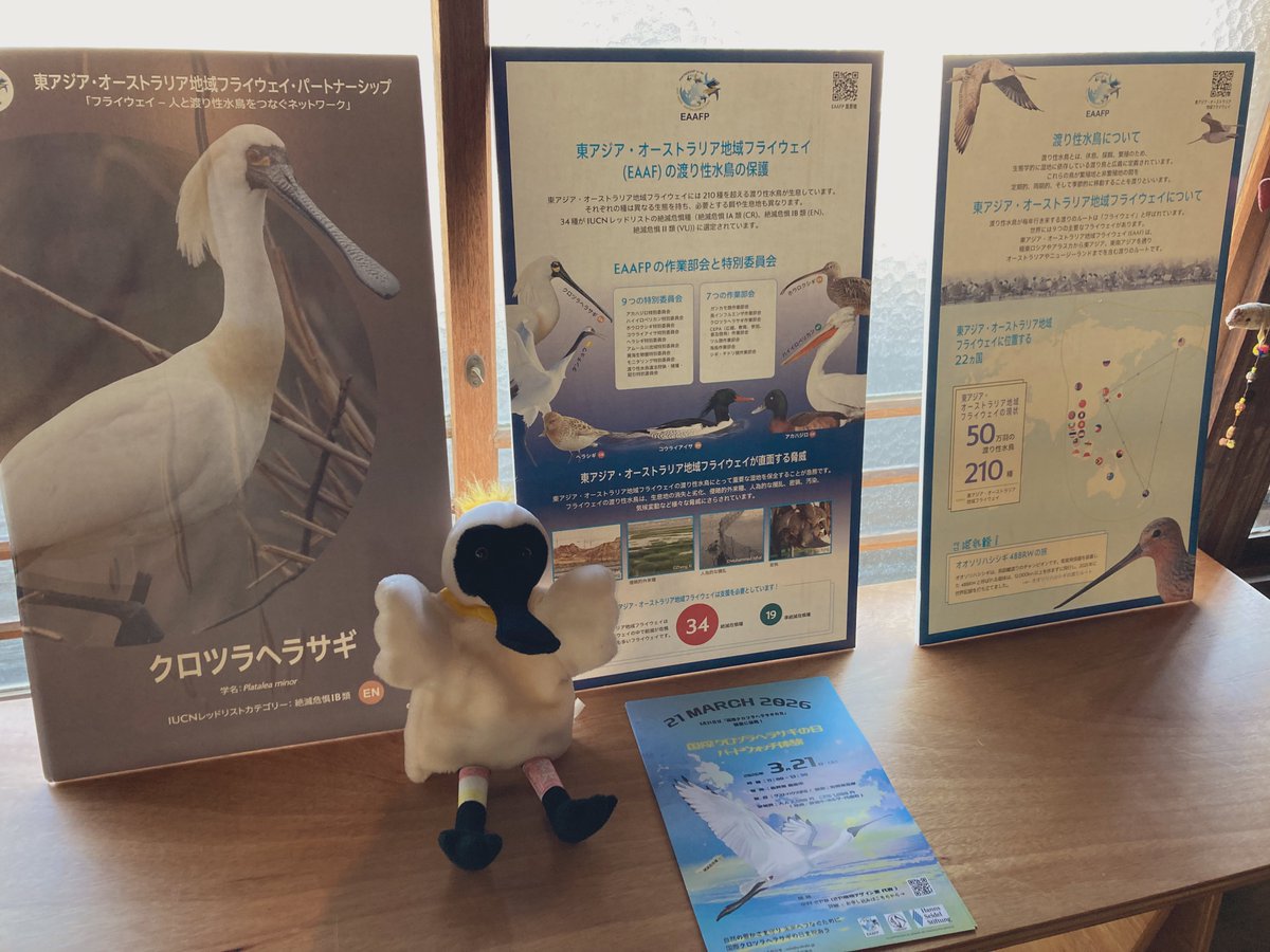 sayakasbs's tweet photo. 今日は「国際クロツラヘラサギの日」🕊️
佐賀県で観察会を開催しました👀

お天気にも恵まれ、クロツラヘラサギもたくさん観察できて、大満足の一日😃
とても楽しい観察会になりました！

お土産は私がデザインしたクロツラヘラサギのアクキーです💕 https://t.co/luBdgNGa4r