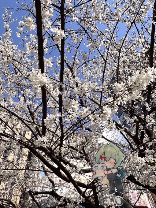 いい天気～桜が見られてよかった