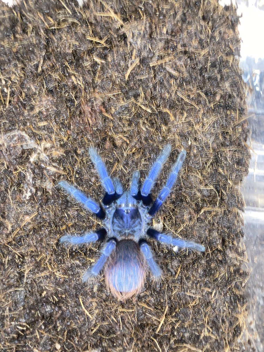 Bug Bug bugs■3/28、29 ナゴレプ tweet media