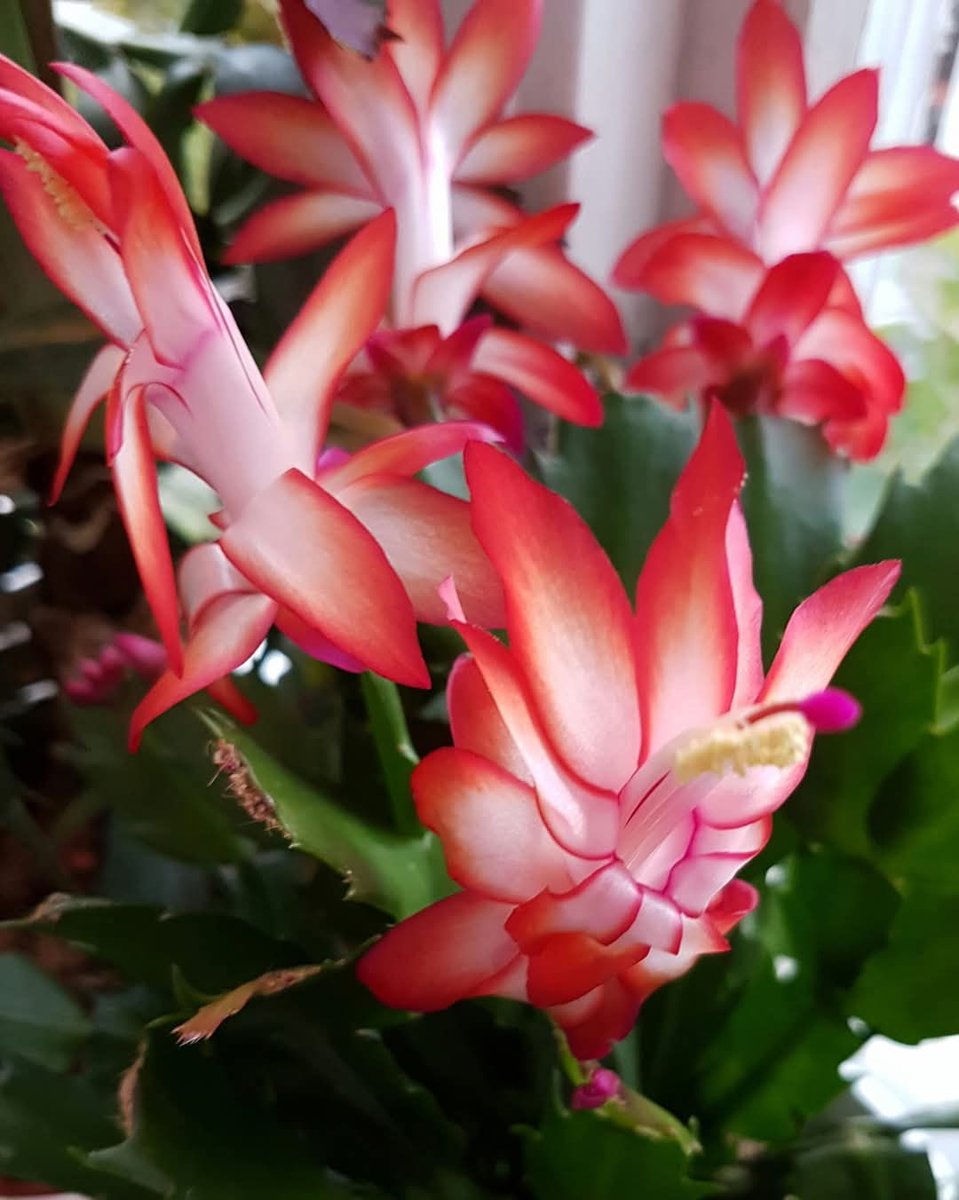 Elisabeth Swedman tweet media