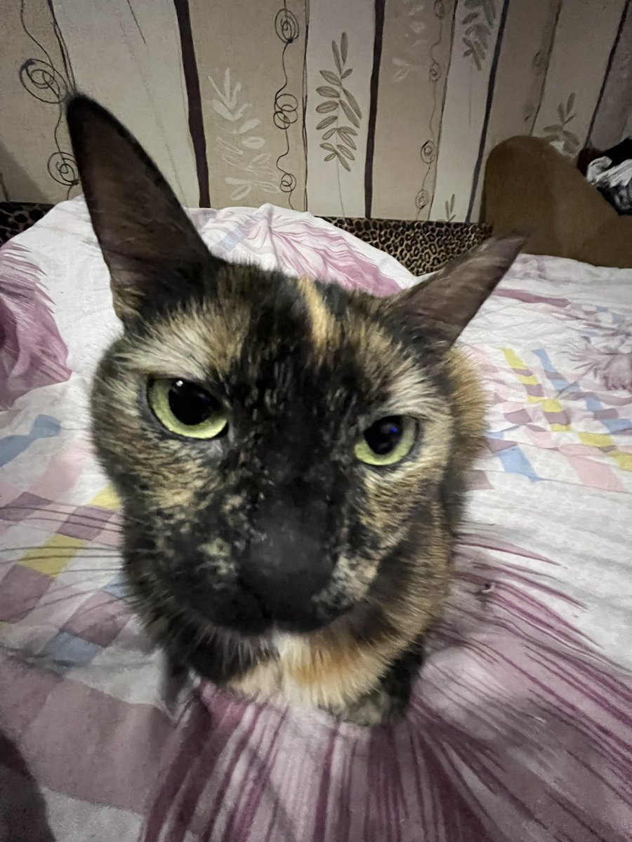 sierra 🇺🇦 tweet media