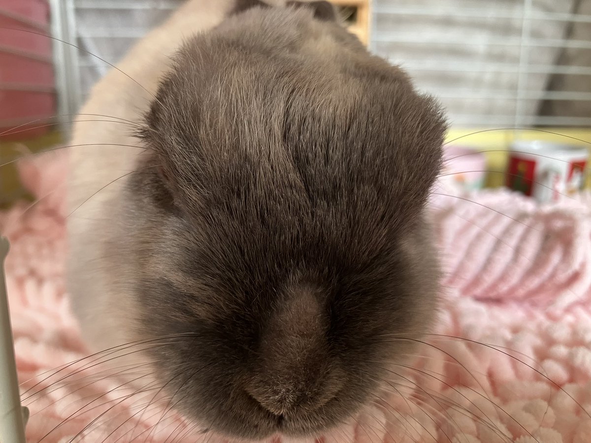 ウサギの部屋 tweet media