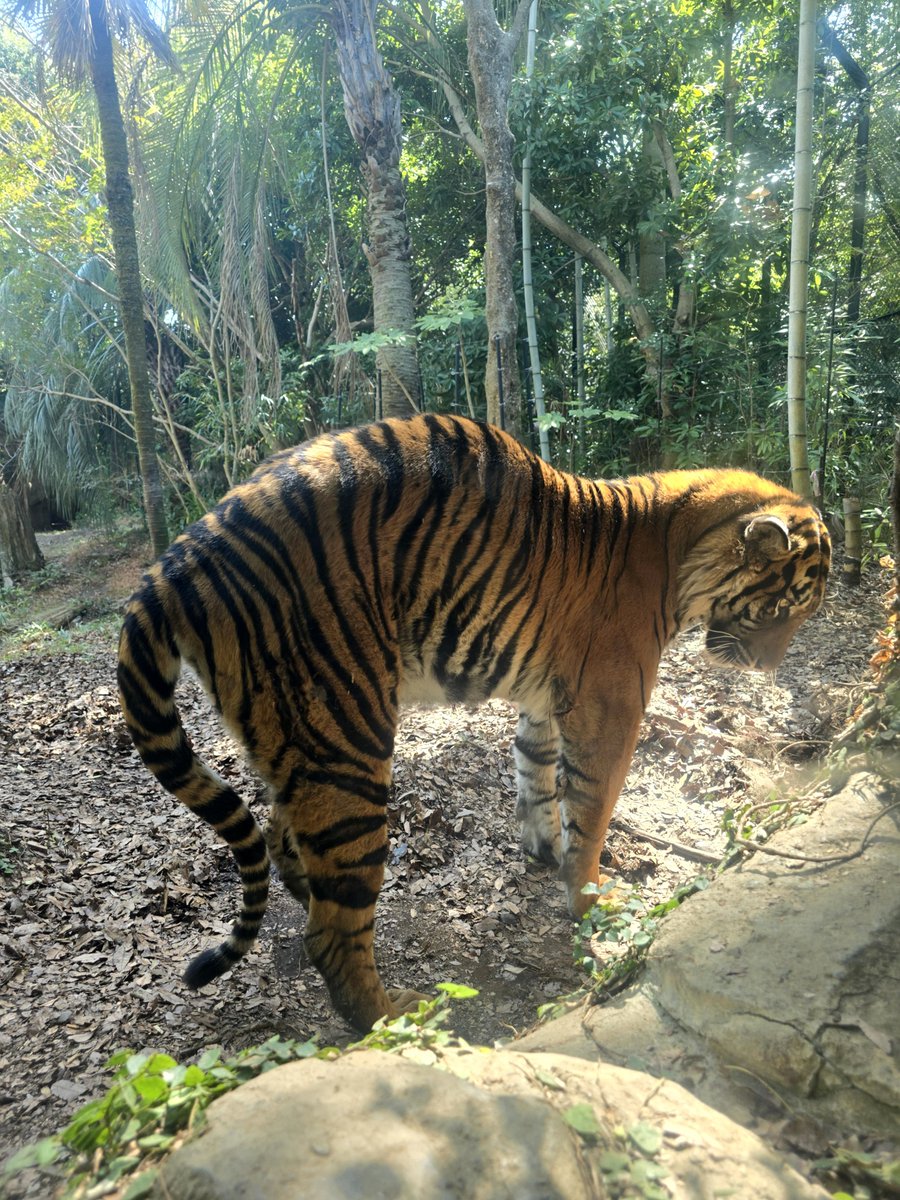 おおきいボニャール