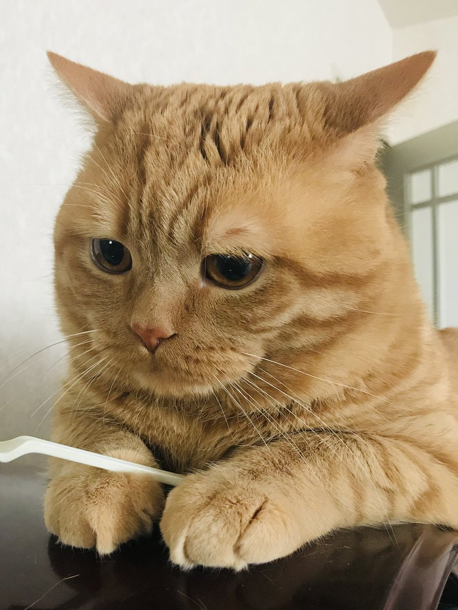 困り顔のアランくん tweet media