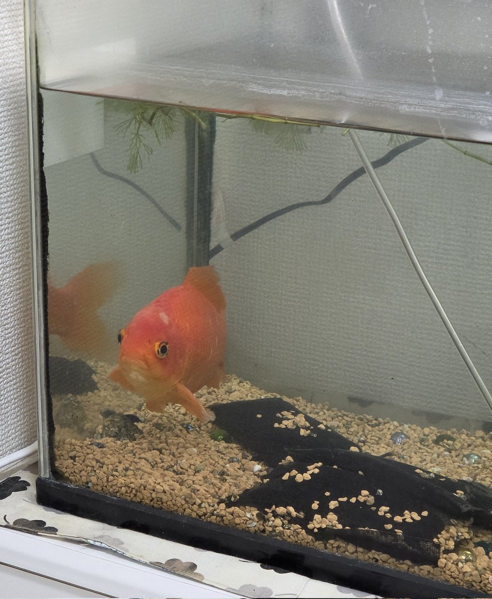 明太子 tweet media