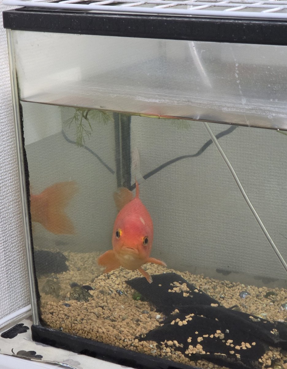 明太子 tweet media