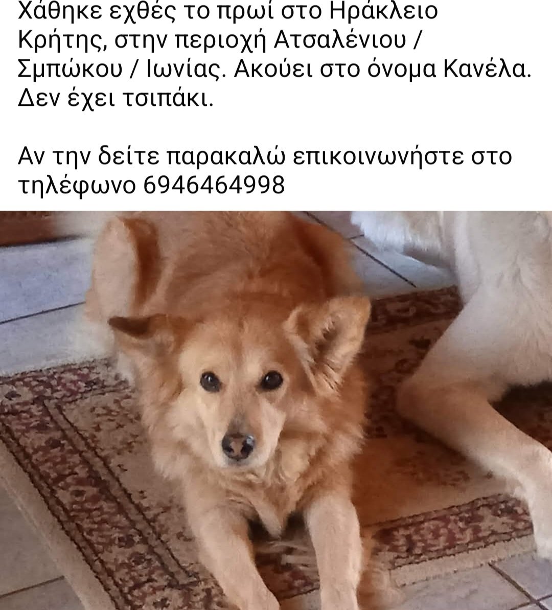 🆘️🆘️🆘️
Χαθηκε η Κανέλα στη περιοχή Ατσαλενιου/Σμπωκου/Ιωνίας στο Ηράκλειο Κρήτης 
Δν έχει τσιπ 
Για οποιαδήποτε πληροφορία καλέστε άμεσα στο τηλ 
Rt 🙏 🙏 🙏