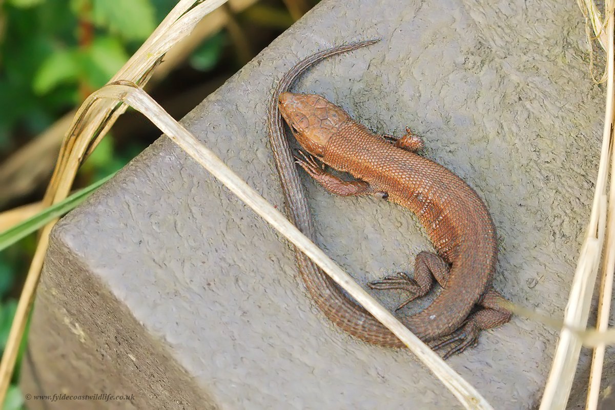 Common lizards (Zootoca vivipara) basking in the sunshine in Sth Cumbria yesterday, the 4th pic is of a tiny baby one.