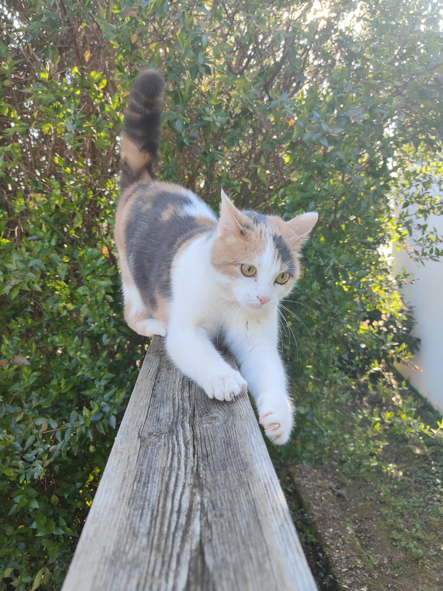 matchalien tweet media