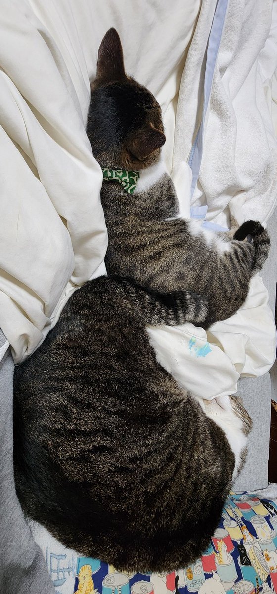 めぐた tweet media