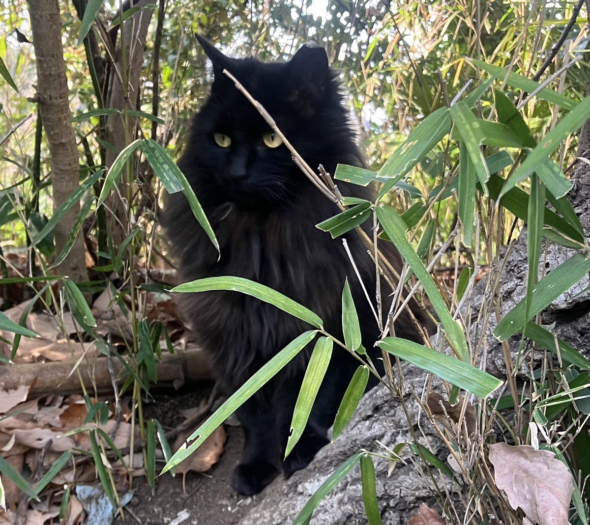 momo🍑 tweet media