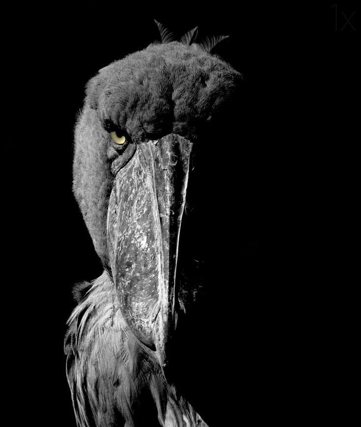 🦖stripe!🦖 tweet media