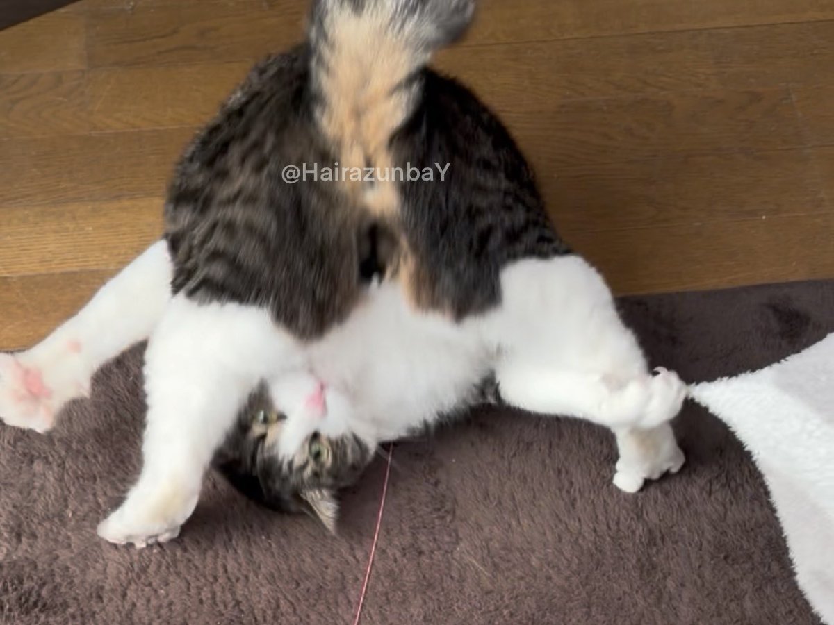 でんぐり返しする瞬間のうちの猫の尻を見てよ