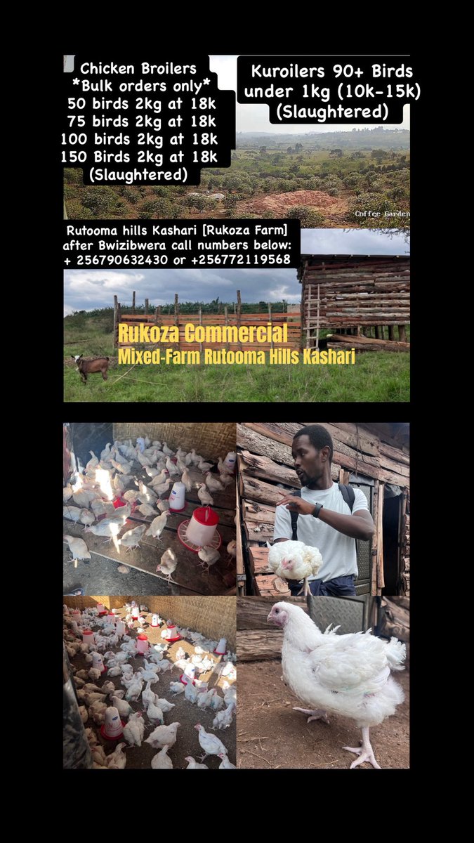 JRukoza's tweet photo. OPEN FOR BUSINESS 🇺🇬🌍

Rutooma hills Kashari [Rukoza Farm] after Bwizibwera call numbers below: + 256790632430 or +256772119568 https://t.co/NFHuXCNOgA